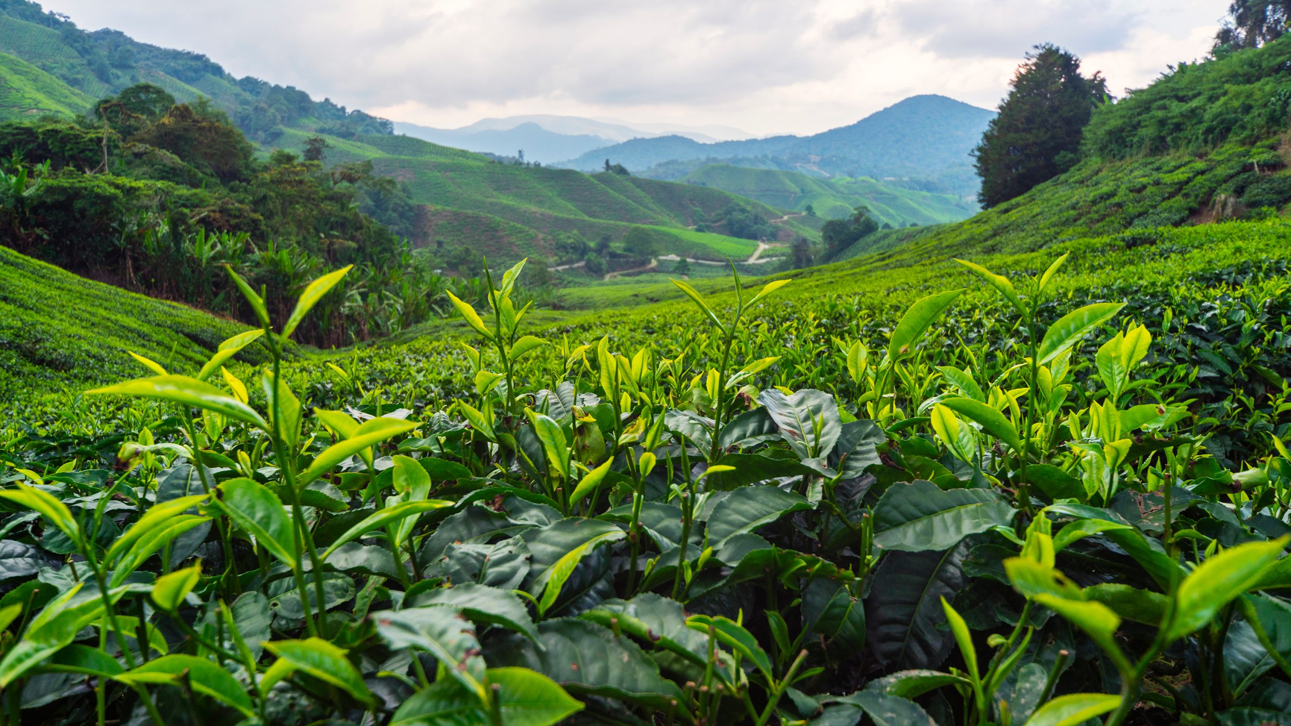 Beautiful,Tea,Plantation,Cameron,Highlands,,Malaysia