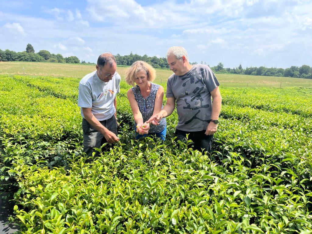 Producteurs de thé français bio - Jardin du Mané, Bretagne