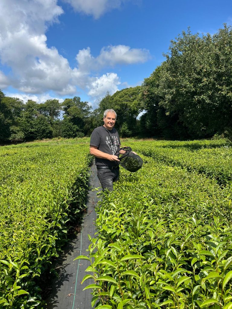 Cueillette de thé français cultivé et récolté en Bretagne – Jardin du Mané