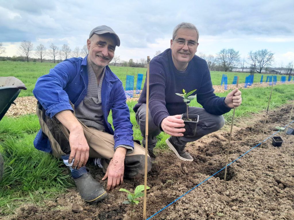 Plantation du thé français bio - Jardin de la Fleuriais, Pays de la Loire