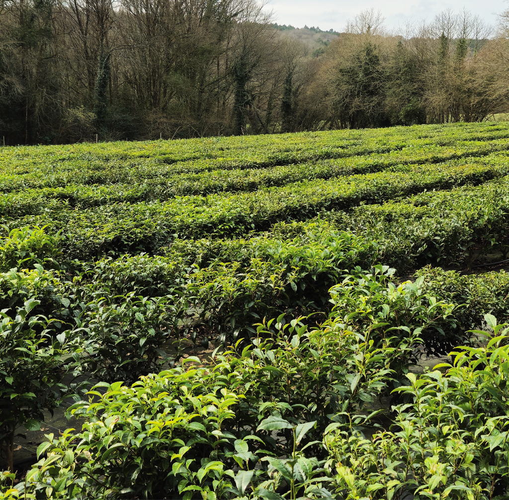 Jardin de thé français bio